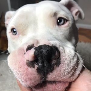 NOT FOR SALE BUT ISNT HE CUTE!!!